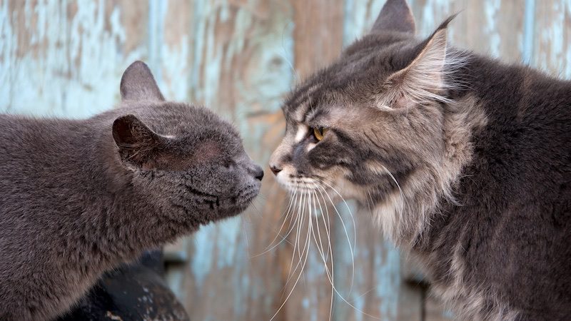 when introducing another cat to the home you should monitor their behaviour carefully