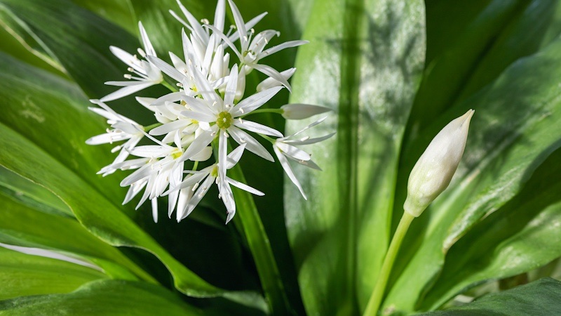wild garlic in flower