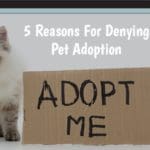 5 Reasons For Denying Pet Adoption: What You Need to Know