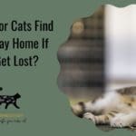 Can Indoor Cats Find Their Way Home If They Get Lost