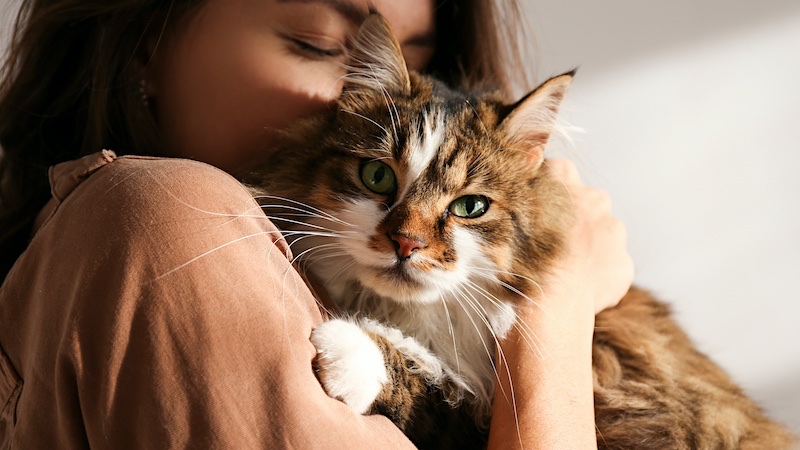 what you need to know about the Hypoallergenic Siberian Cat