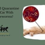 Should I Quarantine My Cat With Tapeworms?