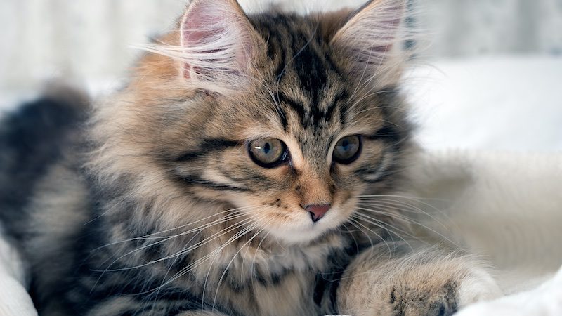how much are Siberian cats?