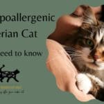 The Hypoallergenic Siberian Cat