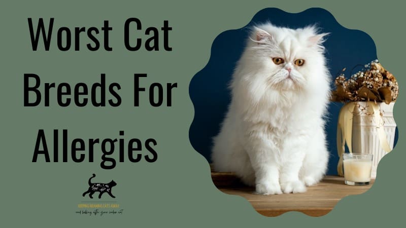 worst cat breeds for allergy sufferers