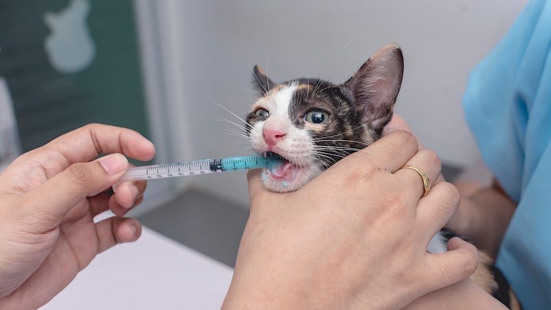 a cat being treated for tapeworm
