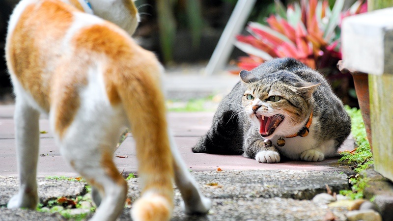 Bite wounds from another cat are the main way contagious diseases such as feline immunodeficiency virus (FIV) and Feline Leukemia Virus (FeLV) are transmitted.
