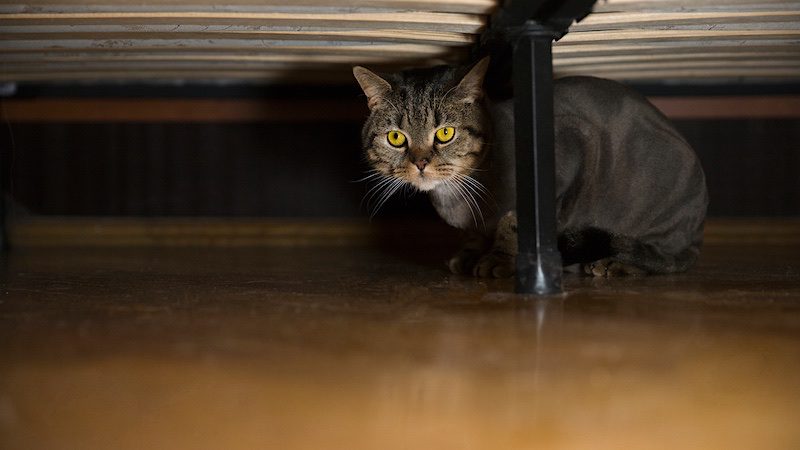 a cat hiding under a bed in his new home