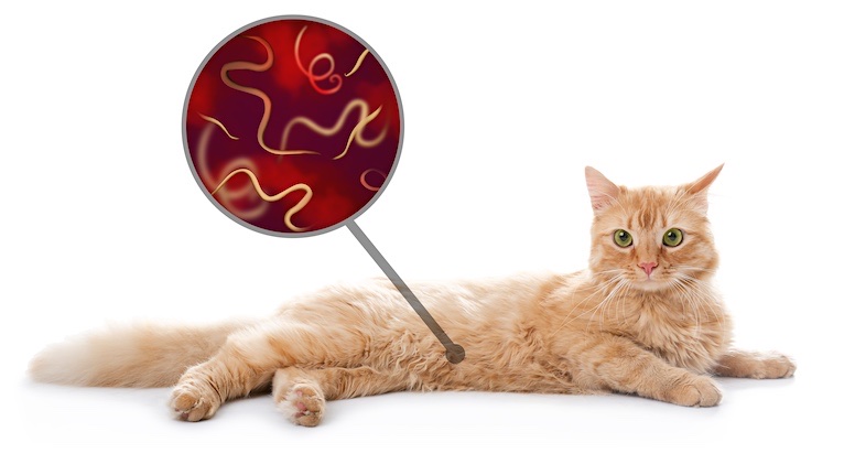 Should I Quarantine My Cat with Tapeworms?