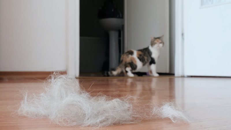 Understanding how to control cat hair