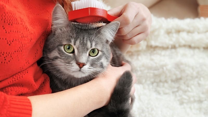 Grooming a cat