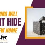 How Long Will a Cat Hide in a New Home?