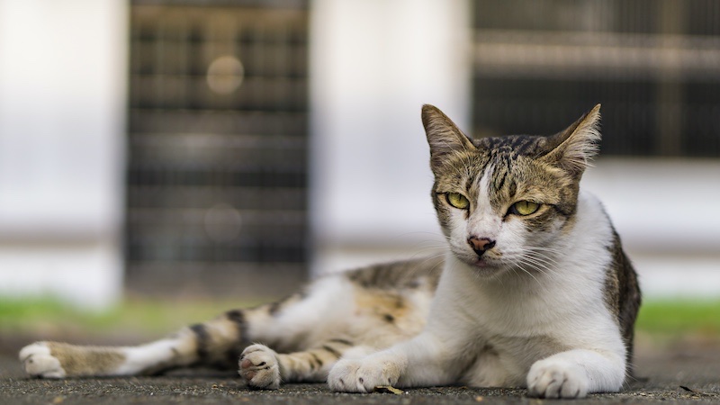 Can Indoor Cats Find Their Way Home?