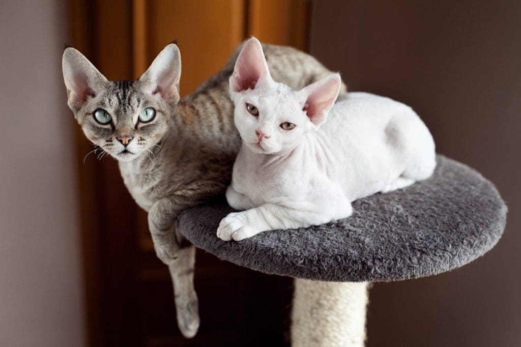 a couple of Devon Rex kittens on a cat tree