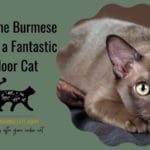 Burmese indoor cat