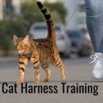 cat harness training tips