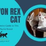 Devon rex kittens