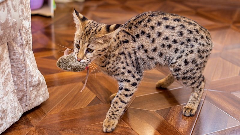 Savannah cat size depends on generation. This is an F1 (first generation)