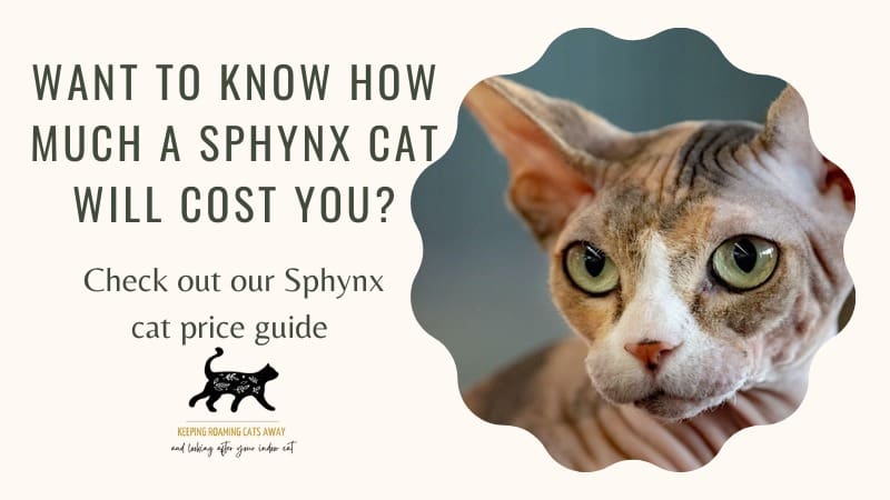 Sphynx cat prices