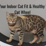 Keep Your Indoor Cat Fit & Healthy With a Cat Wheel