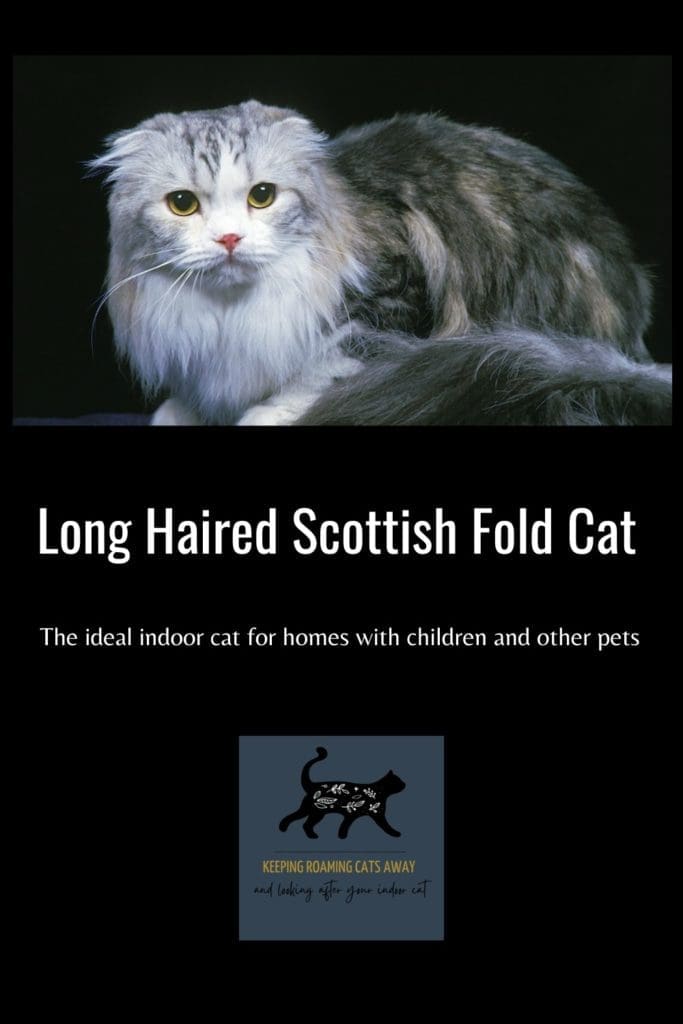 Long Haired Scottish Fold Cat