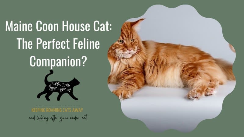 Maine Coon House Cat
