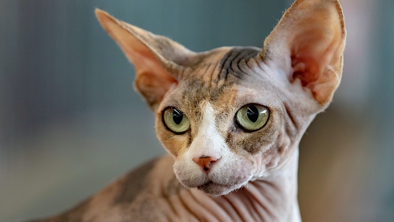 A close up portrait photo of a cute Sphynx cat