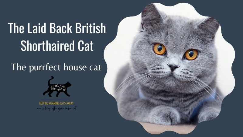 The Laid Back British Shorthaired Cat