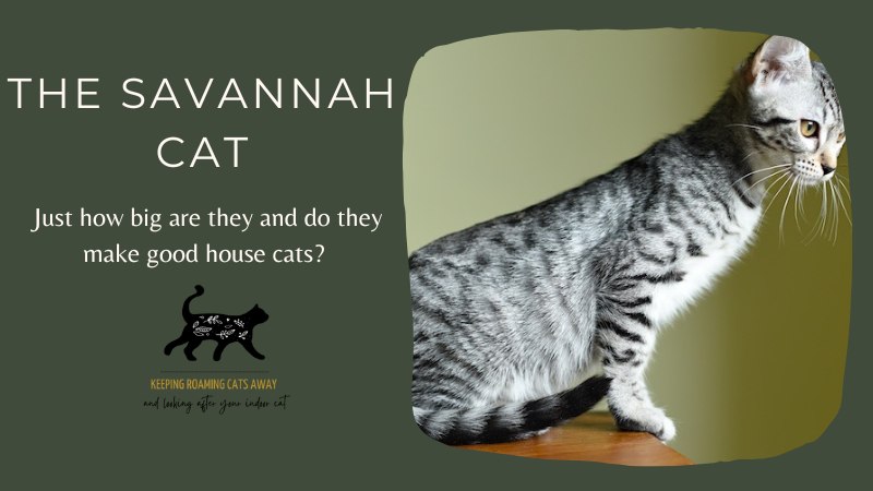 savannah cat size
