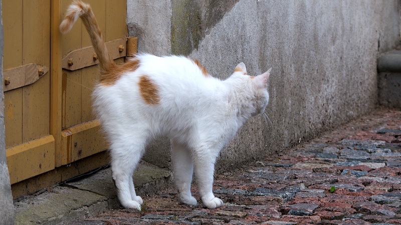 Cats spray on a horizontal wall or door but squat to urinate on the floor