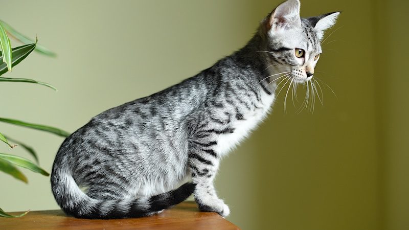 A young silver and black Savannah cat