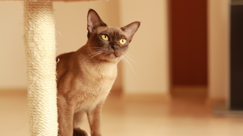 Burmese cat playing with cat tree
