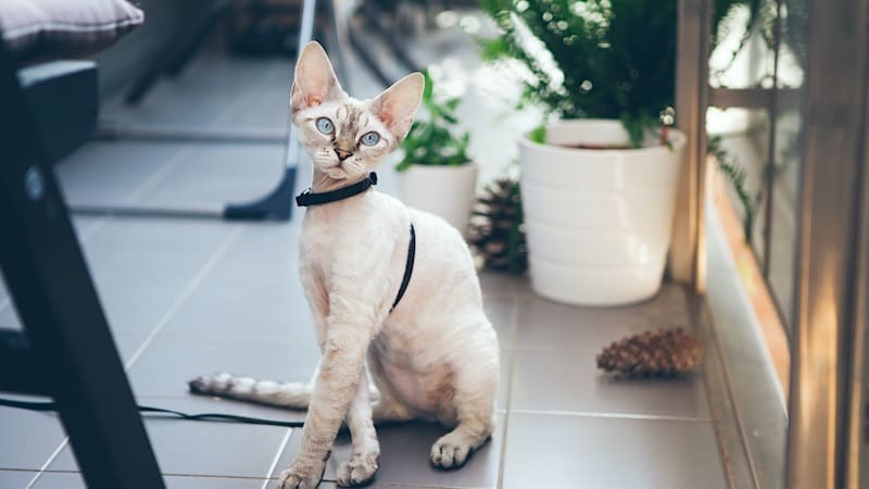 Devon Rex cat on a harness and leash