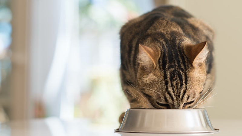 Indoor and outdoor cats have different calorie requirements