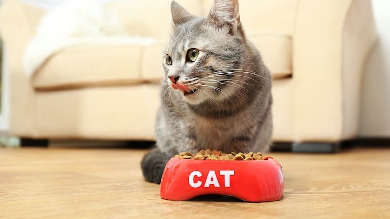 do you know what the difference between indoor and outdoor cat food is?