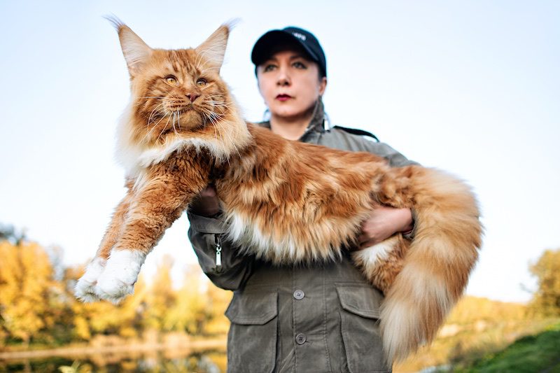 largest cat breed in the world, the Maine Coon