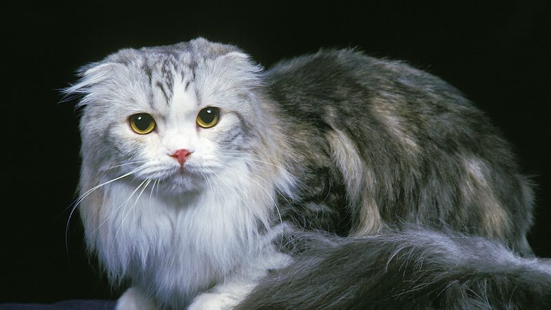 long haired scottish fold cat
