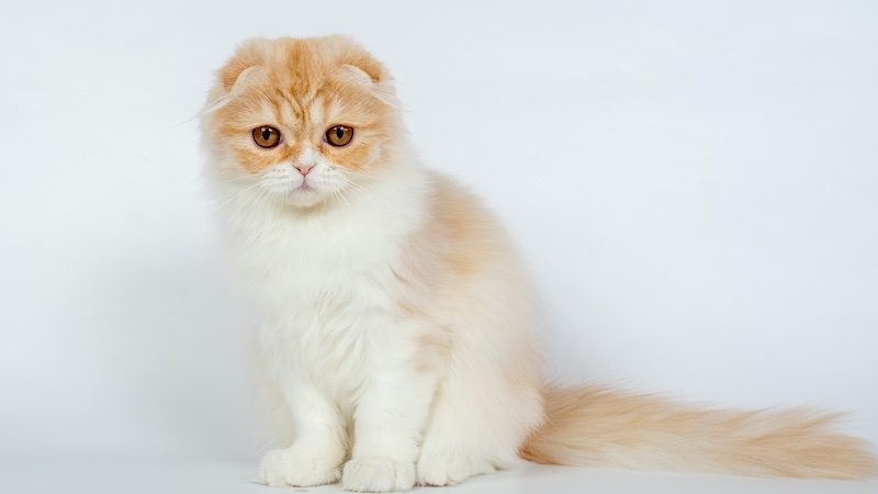 long haired scottish fold kitten