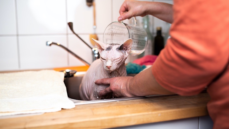 Sphynx cat having a bath in the kitchen sink