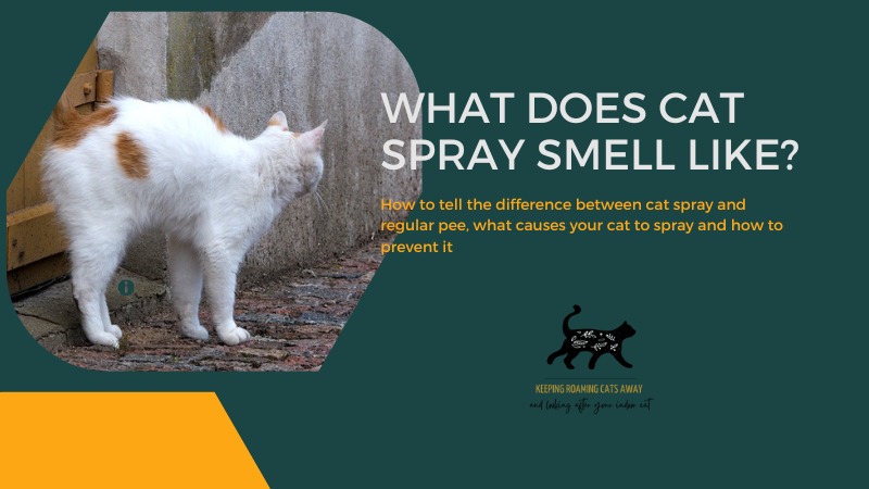 what does cat spray smell like?