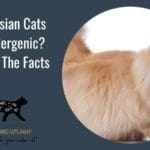 Are Persian Cats Hypoallergenic Discover The Facts here