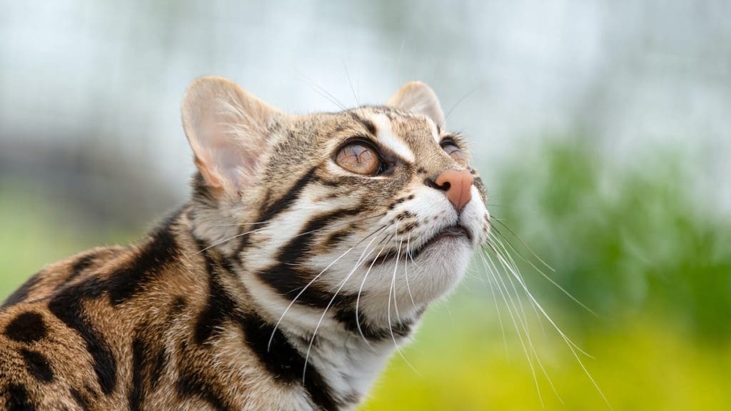 Asian Leopard cat is the Bengal cats ancestor