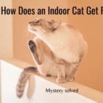 solve the mystery of how your indoor cat got fleas