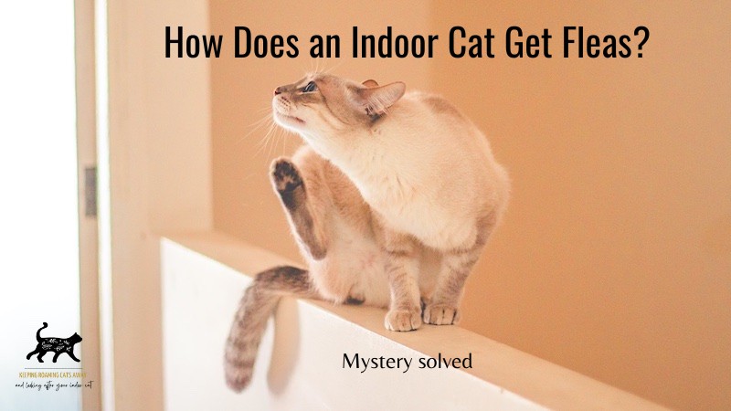 solve the mystery of how your indoor cat got fleas