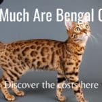 How Much Are Bengal Cats
