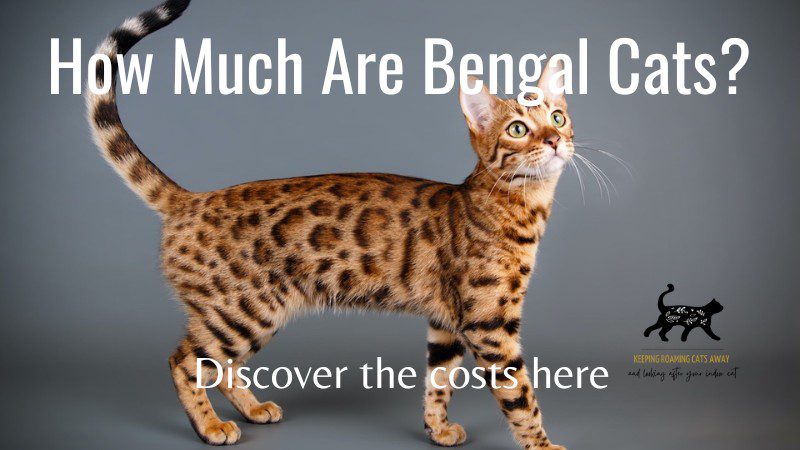 How Much Are Bengal Cats
