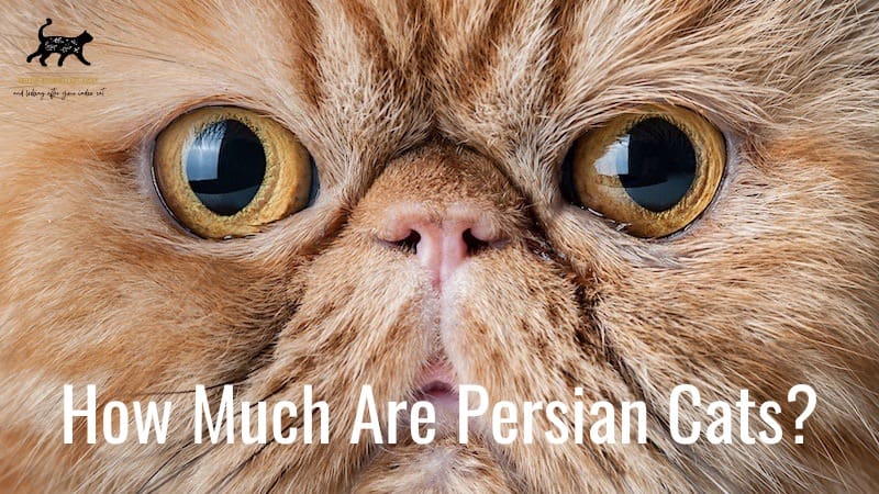 how much are Persian cats?