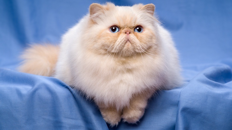 Persian cats are believed to be from Khorasan in the 17th century