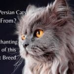Where Do Persian Cats Come From