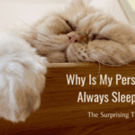 Why Is My Persian Cat Always Sleeping